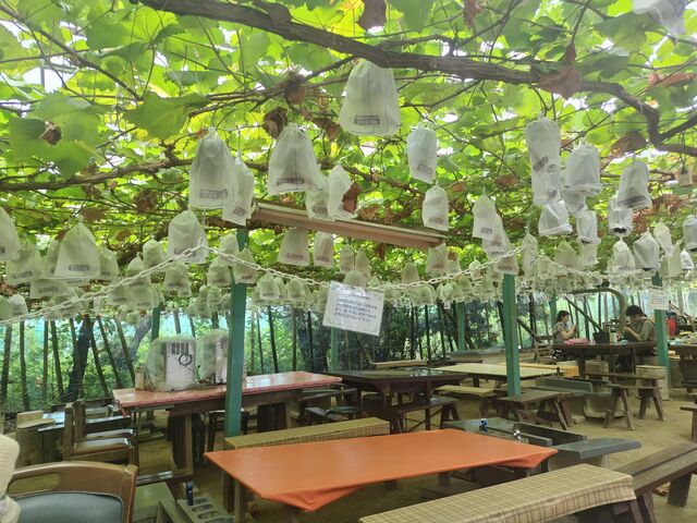 ぶどう全景
テーブルとイスあり。このエリアは屋根付き。_小林農園
