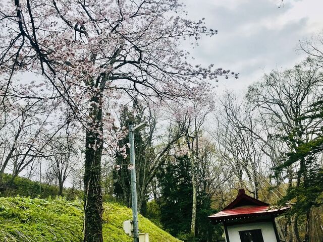 桜もきれいです_不動の滝