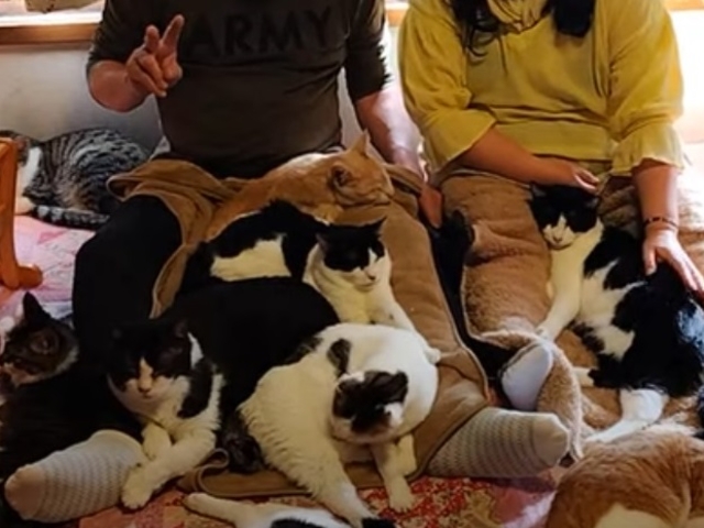 チュールも無いのに、この猫の山。_テンプルキャット