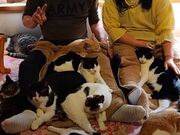 のんさんのテンプルキャットの投稿写真1