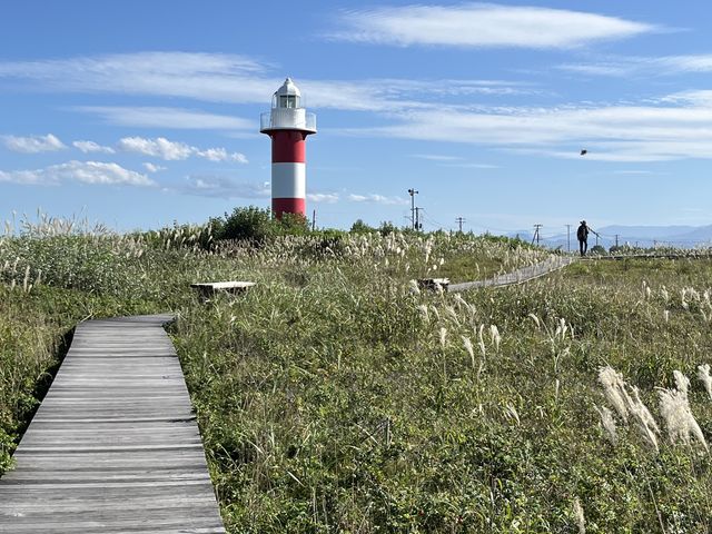 風情あります。_石狩市のハマナス