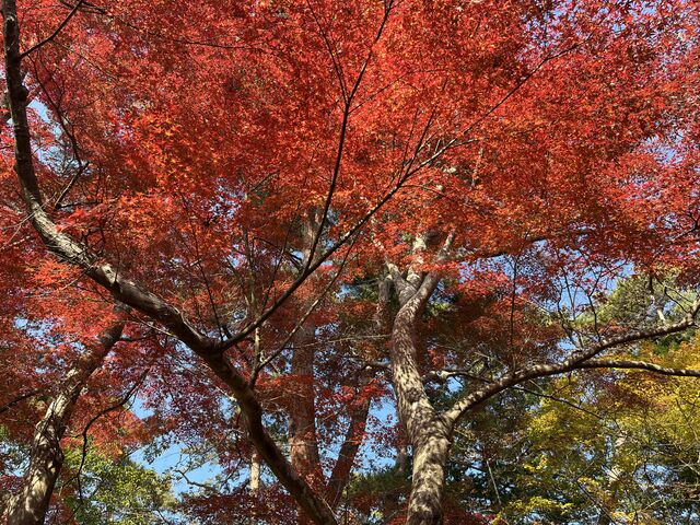紅葉最盛期_扇谷