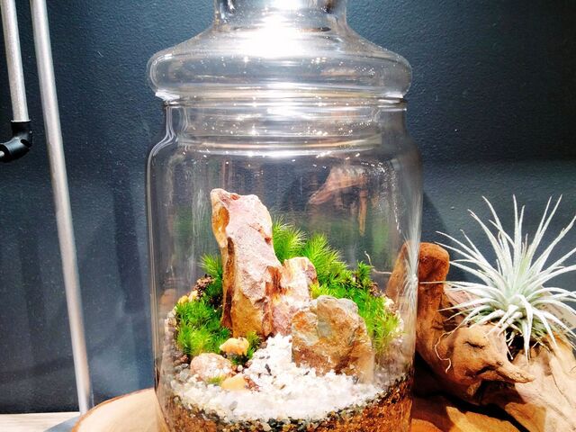 完成したテラリウム_Terrariums メトロ・エム後楽園店