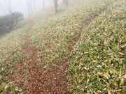 マイBOOさんのピンネシリ岳の投稿写真1