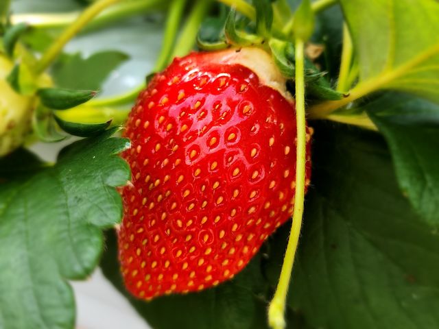 大粒のいちご
写真が下手でごめんなさい。_いちご王国竜王