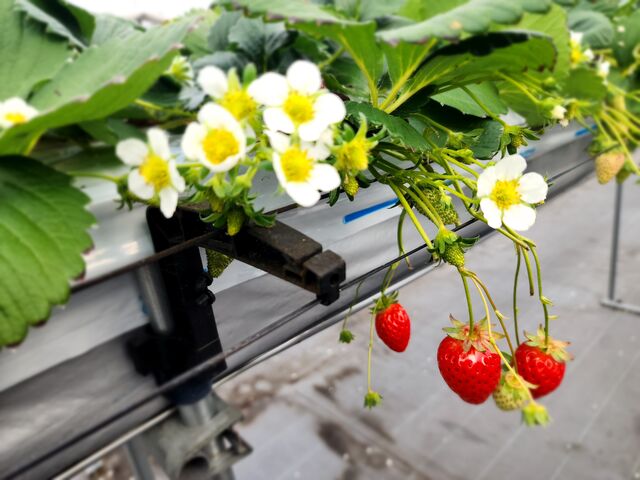 かわいらしいいちごの花_いちご王国竜王