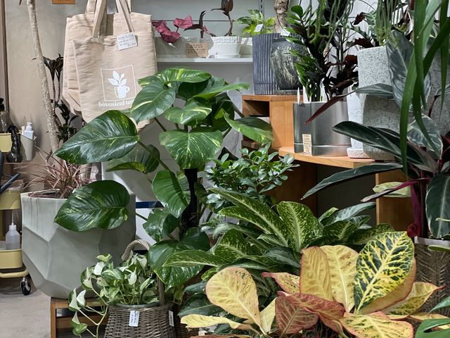 店内写真_観葉植物とカフェのみせ botanical terrace