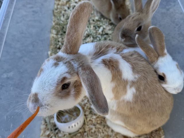 うさぎちゃんの餌やり_ふれあい体験型動物園・ペットショップ オスカー's