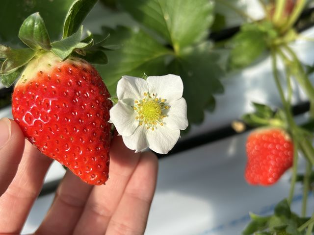綺麗な苺の花と一緒に一枚、まだ赤くないものも二、三日すれば色づくとのこと!_苺のおうち