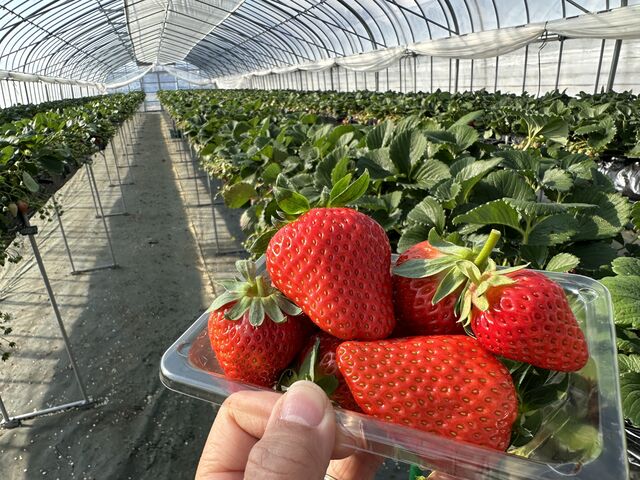 のんびりと選べました♪_ヨコタ農園