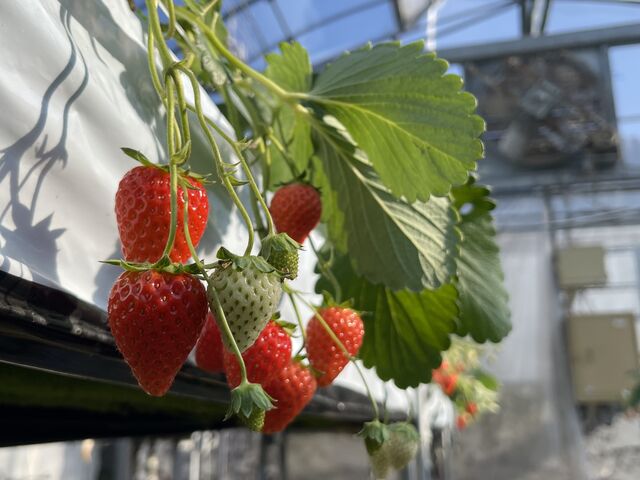 真っ赤なイチゴとまだ青いイチゴもありました。_東温ゆめいちご