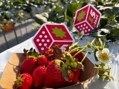 mi-maさんのいちご ぷらんと -ichigo plant-への投稿写真4