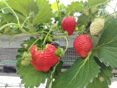 まきっぺさんの小林いちご園への投稿写真1