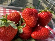 kamoさんのヨコタ農園の投稿写真1