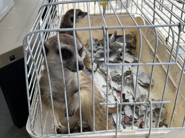 ミーアキャット_ふれあい体験型動物園・ペットショップ オスカー's