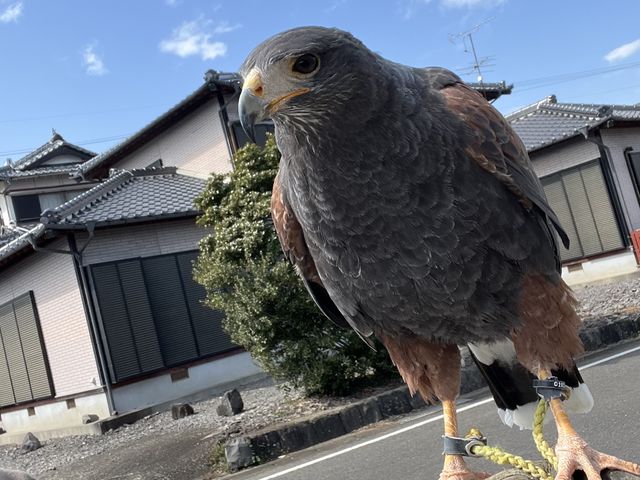 鷹_ふれあい体験型動物園・ペットショップ オスカー's