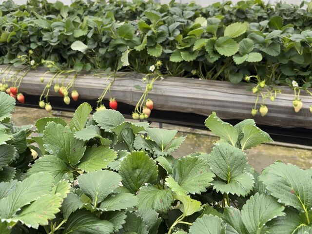 たくさん赤くなってたよー
3月からちょうど良いかも_鳥取県 小林農園
