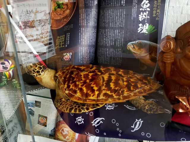 店舗入口の海ガメ_三河屋食堂中込本店