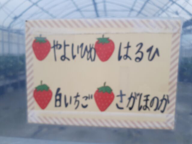 白いちご=エンジェルエイト、だそうです。 _さんいんファーム