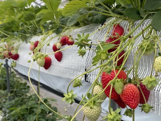 実ったいちご_Mori's Farm