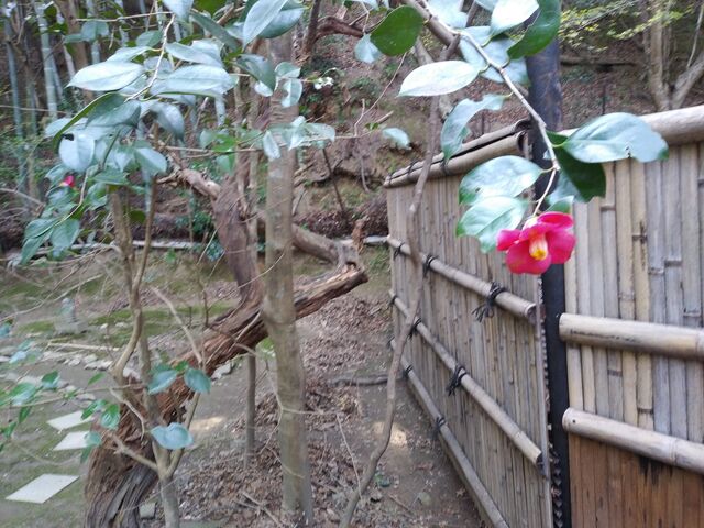 一輪の椿が。_滝口寺