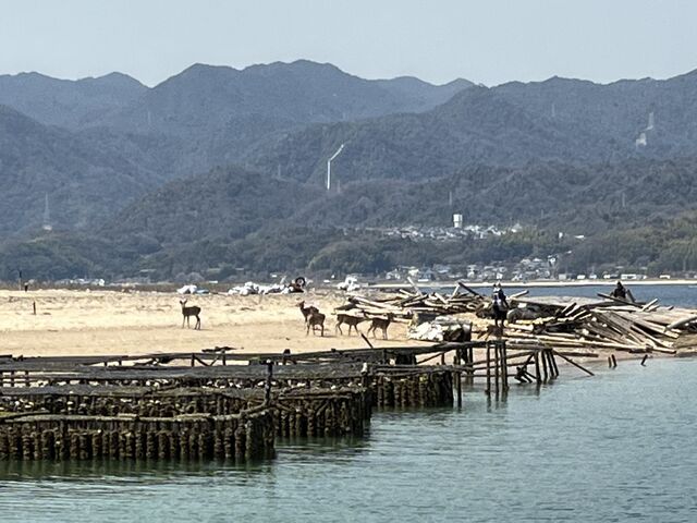 鹿といかだ_HANAIKADA 宮島海景散策 毛利丸