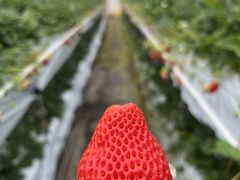 maruruさんのたにい農園への投稿写真1