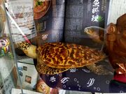 あきぼうさんの三河屋食堂中込本店の投稿写真3