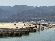 renesisさんのHANAIKADA 宮島海景散策 毛利丸の投稿写真2