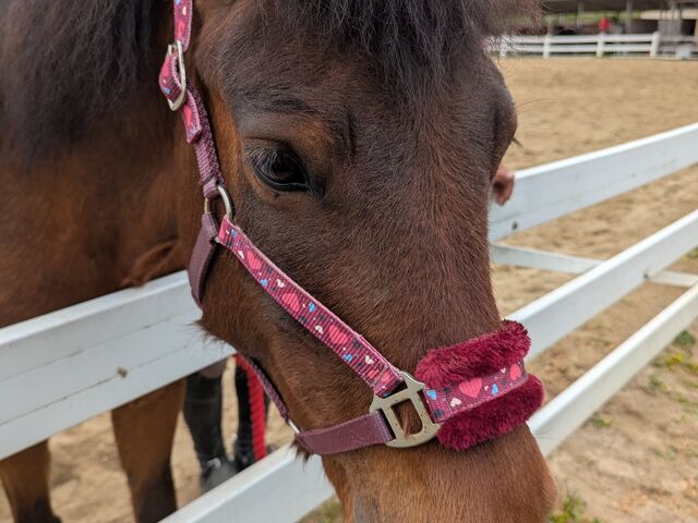 子供の引き馬体験担当馬_IYOTAホースクラブ