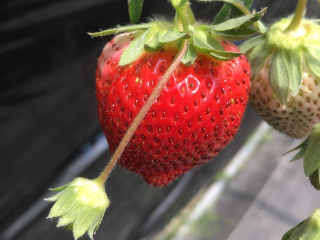 大きいイチゴ_六いちご園