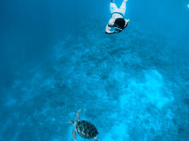 ウミガメとは3回遭遇しました_Sunnies Miyakojima
