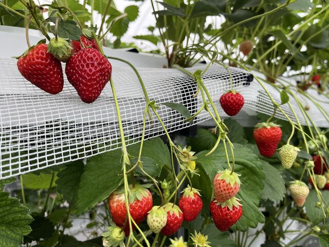 お腹いっぱい食べて大満足でした_39 るいるいファーム