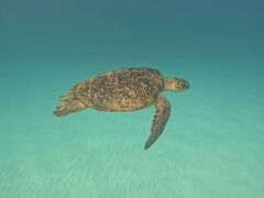 次男さんのOneUP Paddleへの投稿写真1