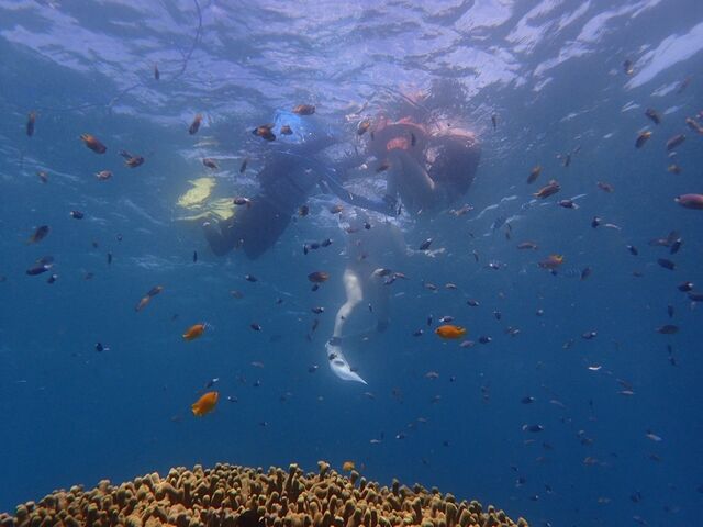 たくさんの熱帯魚_アクアブルー
