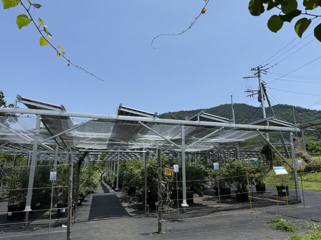 太陽光発電システムパネルの下のブルーベリー狩り_さがみこベリーガーデン