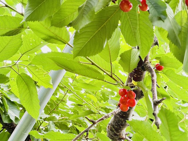 上の方のさくらんぼはほぼ真っ赤_中井観光農園