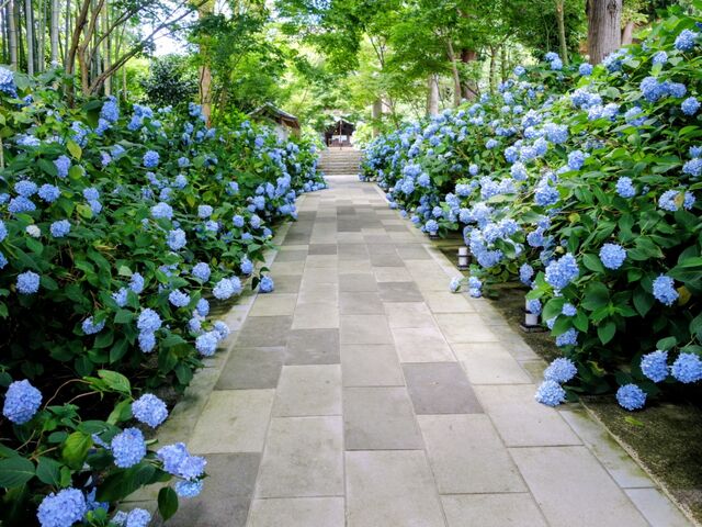 紫陽花_雲昌寺(あじさい寺)