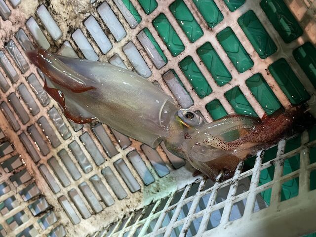 白イカです
釣りたてのイカは透明で綺麗なんですよ_山陰 義孝丸
