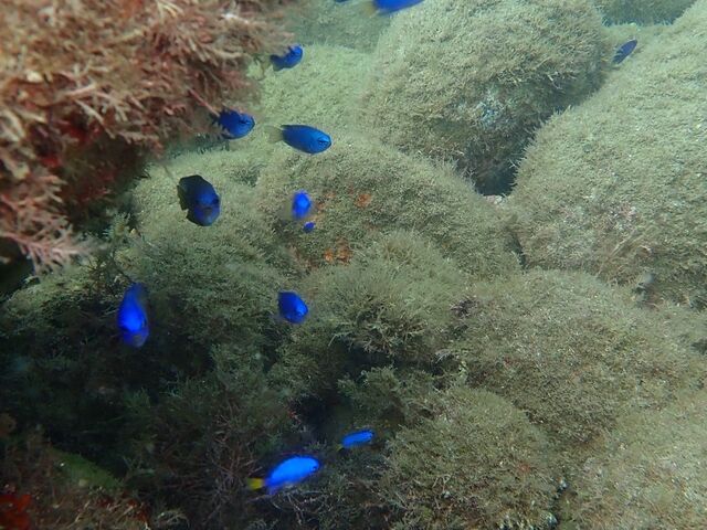 キレイなお魚達_井田マリンサービス天野荘