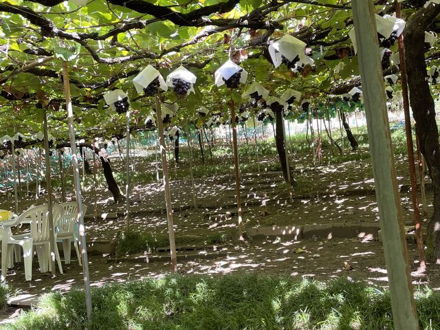 ピオーネ_山本(〇山)農園(柏原市観光ぶどうセンター)