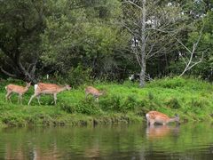 カヌーショップヒライワの写真2