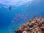 ユウさんのチュラブルーの投稿写真1