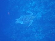 ユウさんのチュラブルーの投稿写真2