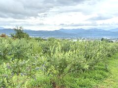 ブルーベリーの森 あづみのの写真2