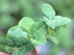 ブルーベリーの森 あづみのの写真5