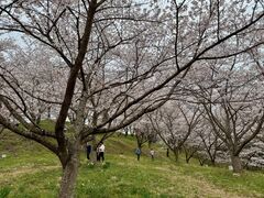 ZUNDAMさんの紅屋峠千本桜への投稿写真1