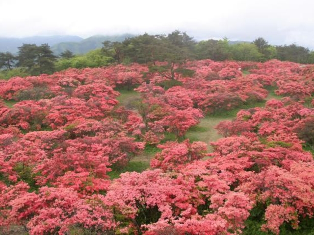 高柴山
