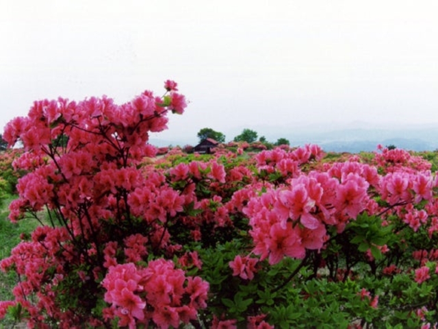 高柴山の写真1