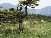 原始ヶ原の写真1